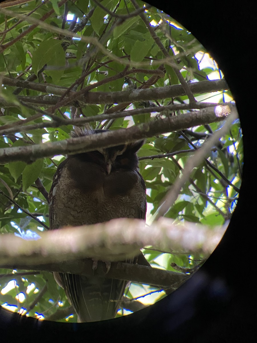 Crested Owl - ML604293781