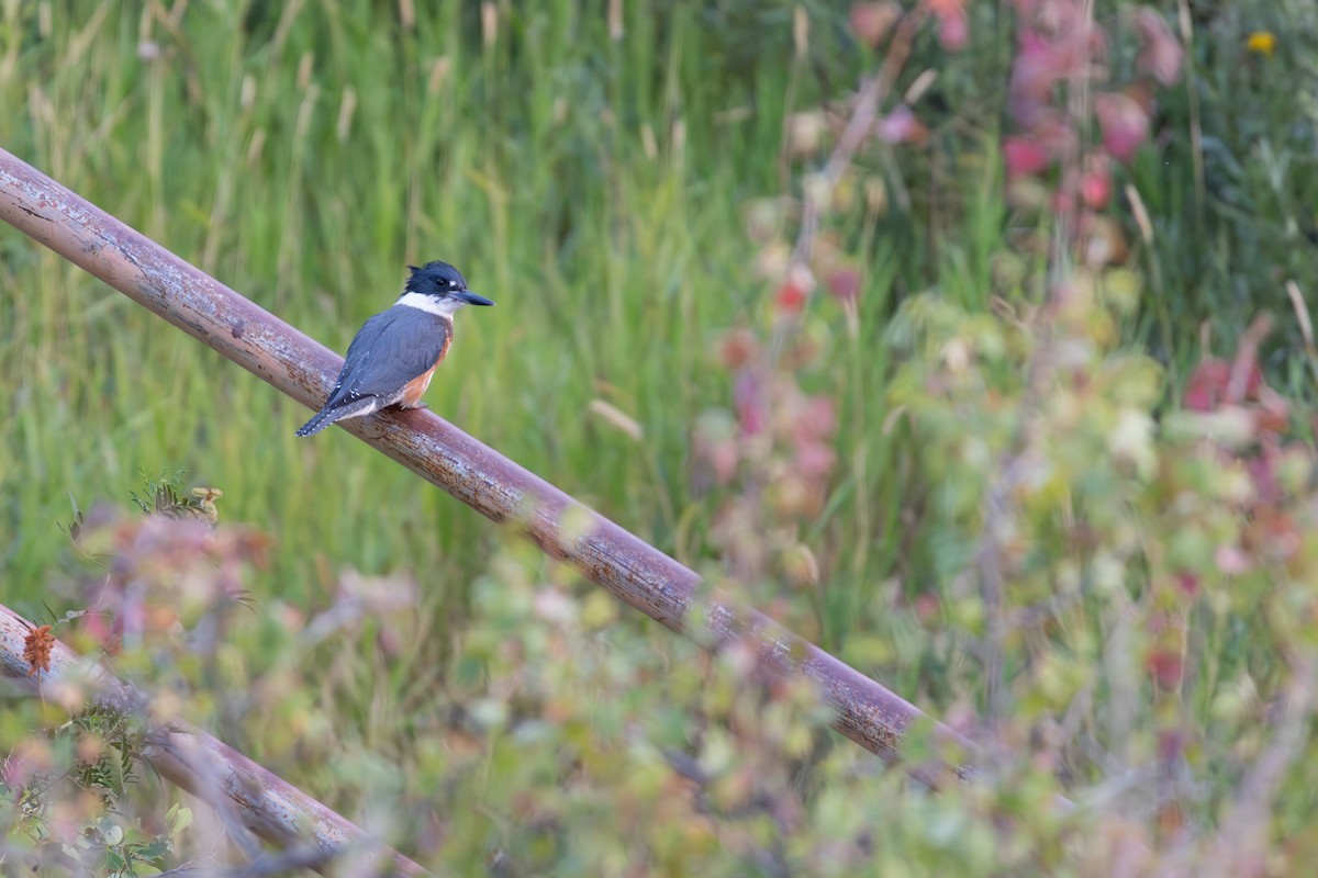 Belted Kingfisher - ML604294811
