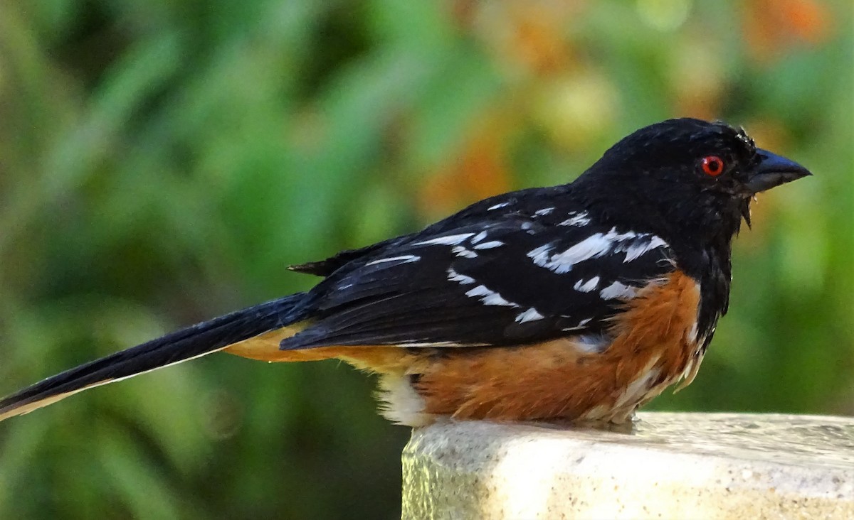 Spotted Towhee - ML604297111
