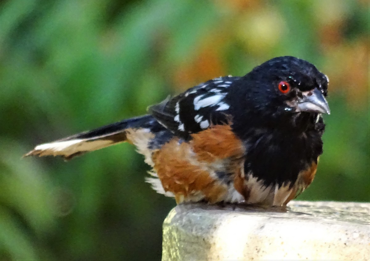 Spotted Towhee - ML604297311