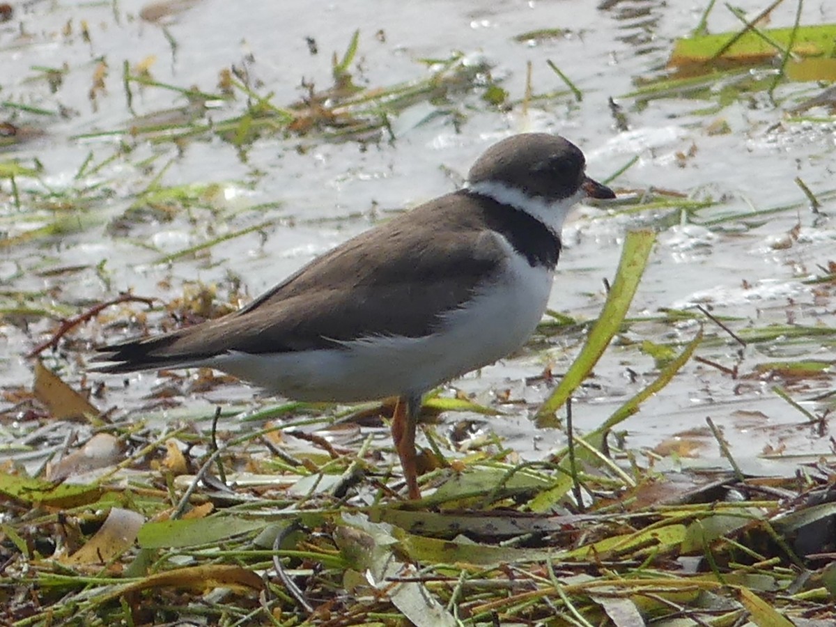 Semipalmated Plover - ML604297921