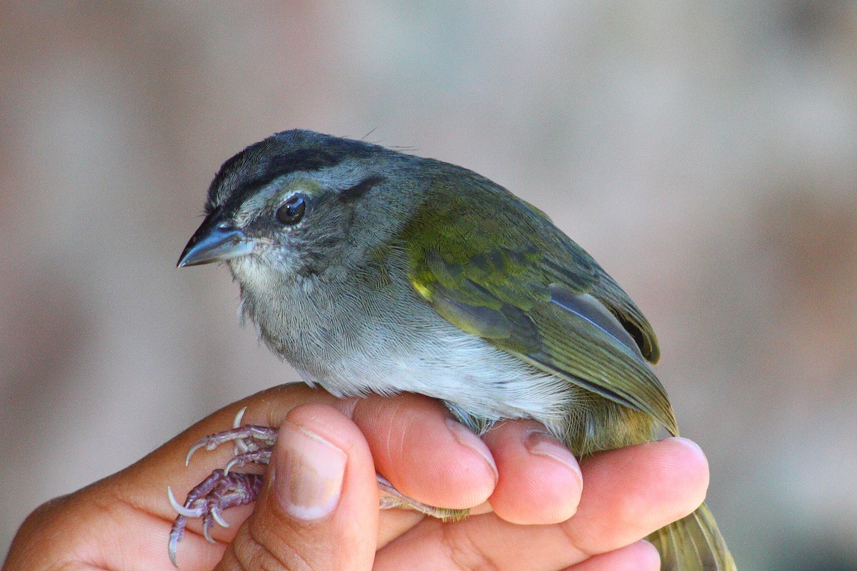 Green-backed Sparrow - ML604299561