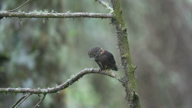Costa Rican Pygmy-Owl - ML604301441