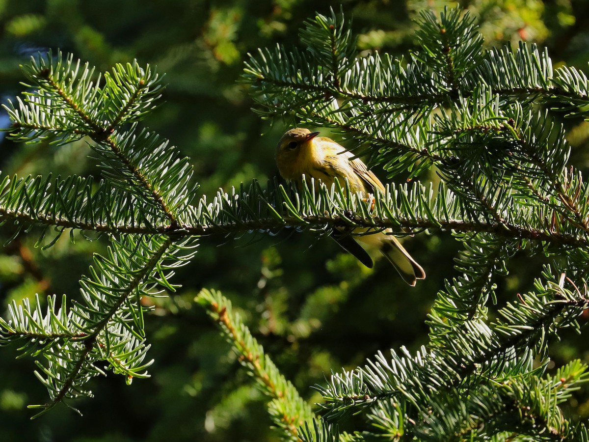 Cape May Warbler - ML604301751