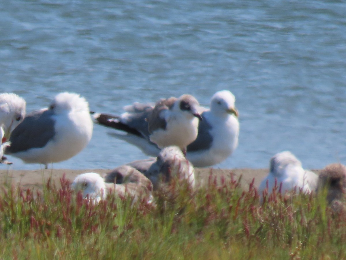 Ebird Checklist - 16 Aug 2023 - Mark Hatfield Marine Science Center And 