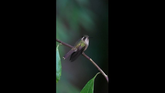 Speckled Hummingbird - ML604306021
