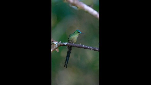 Long-tailed Sylph - ML604306181