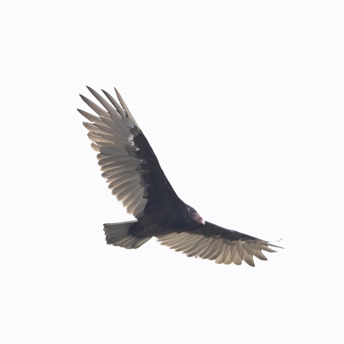 Turkey Vulture - ML604307221