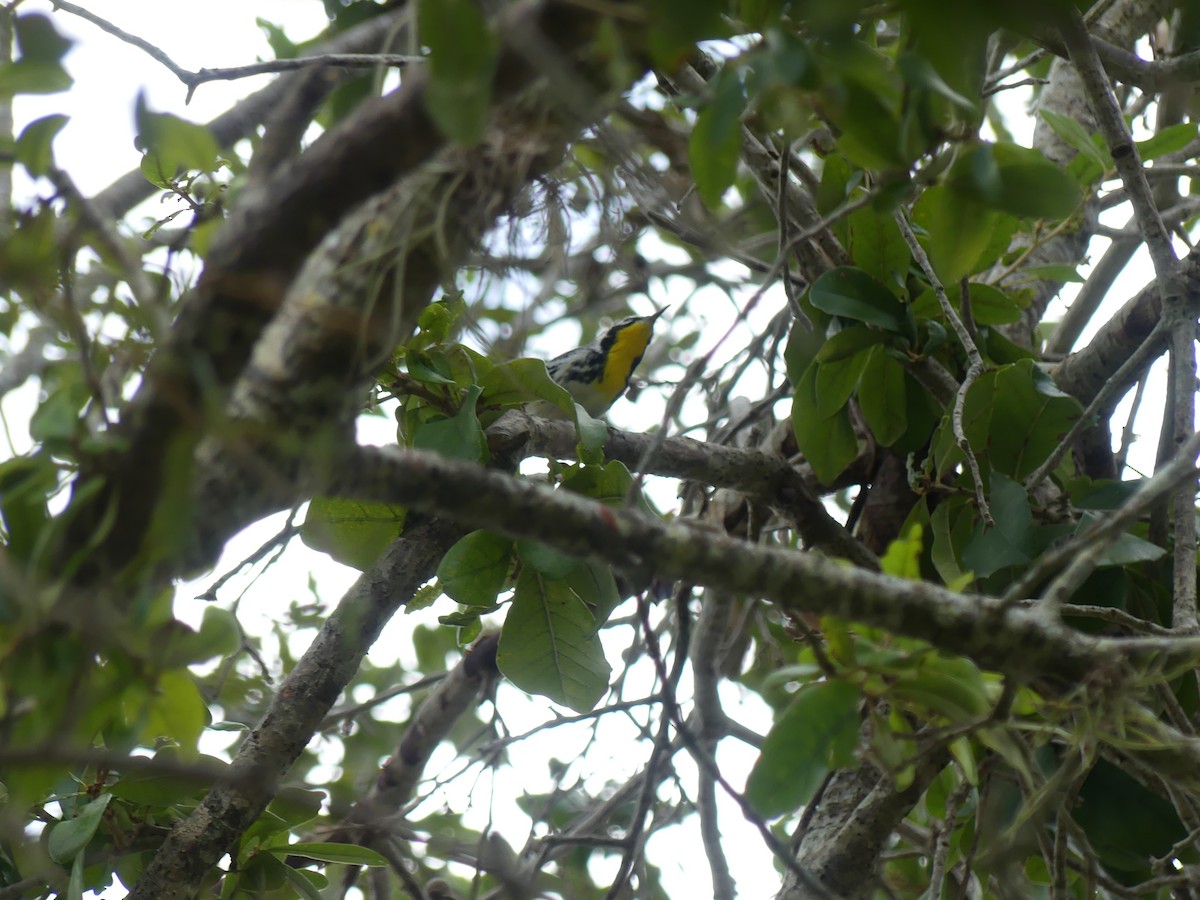Yellow-throated Warbler - ML604307291