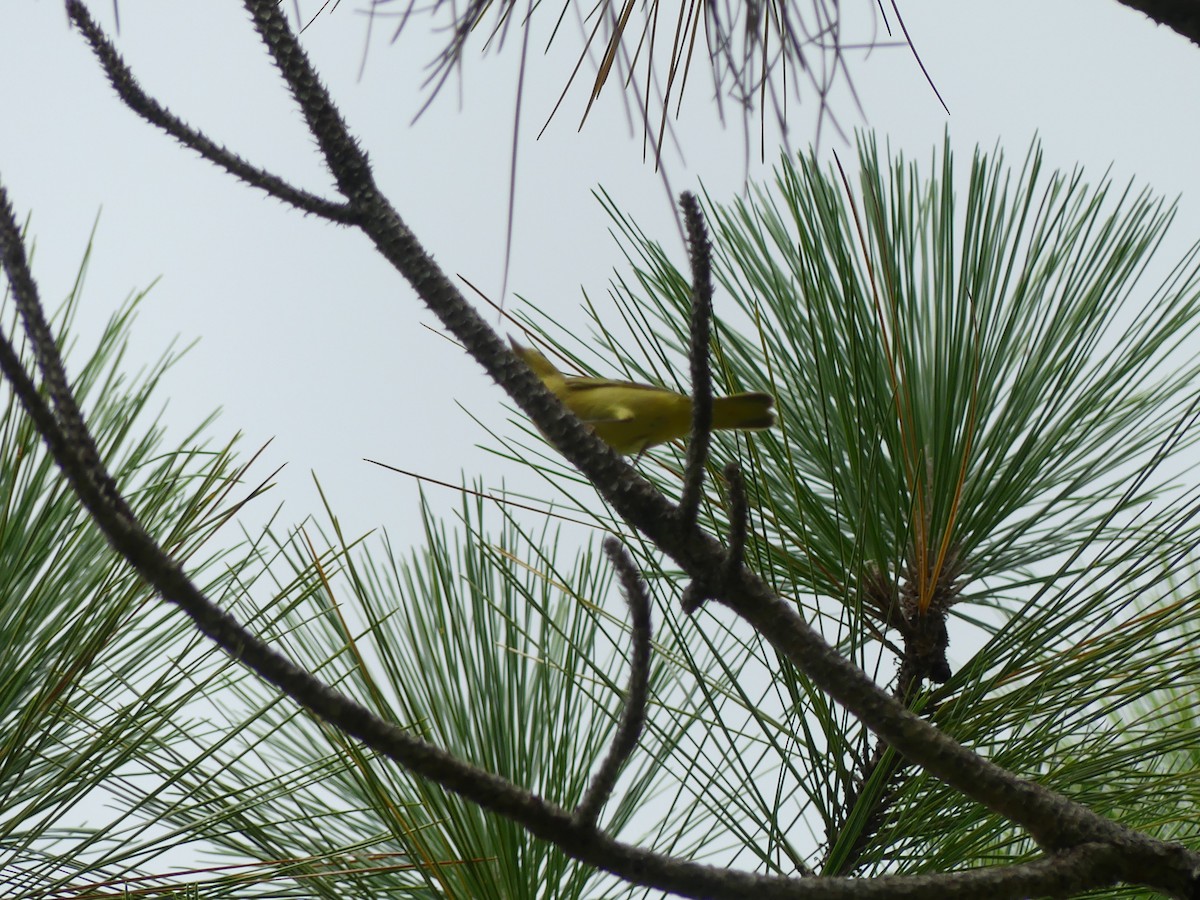 Yellow Warbler - Betty Holcomb