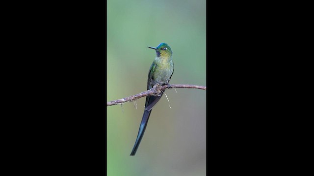 Long-tailed Sylph - ML604308431
