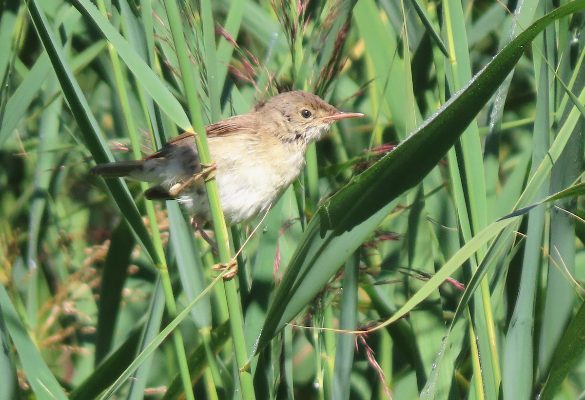 Common Reed Warbler - ML604309151