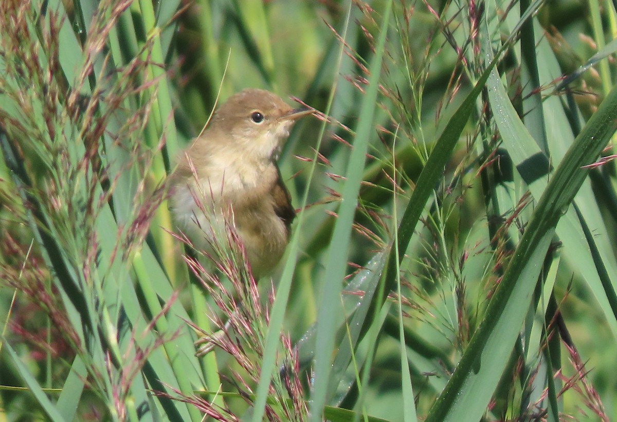 Common Reed Warbler - ML604309181