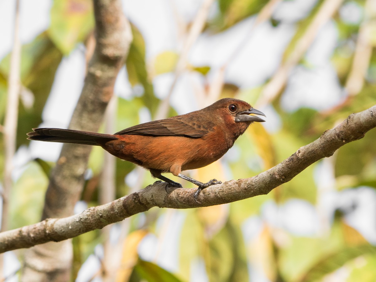 Silver-beaked Tanager - ML604311461