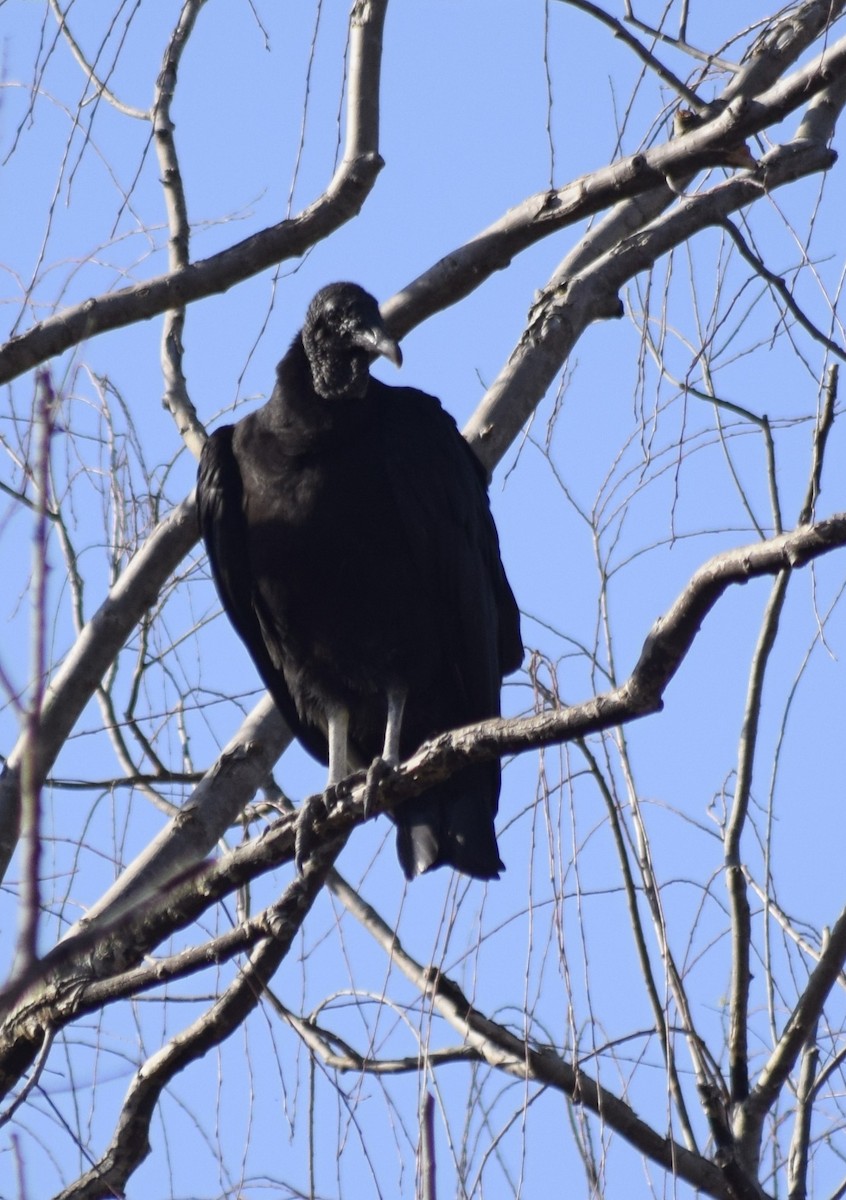 Black Vulture - ML604311871