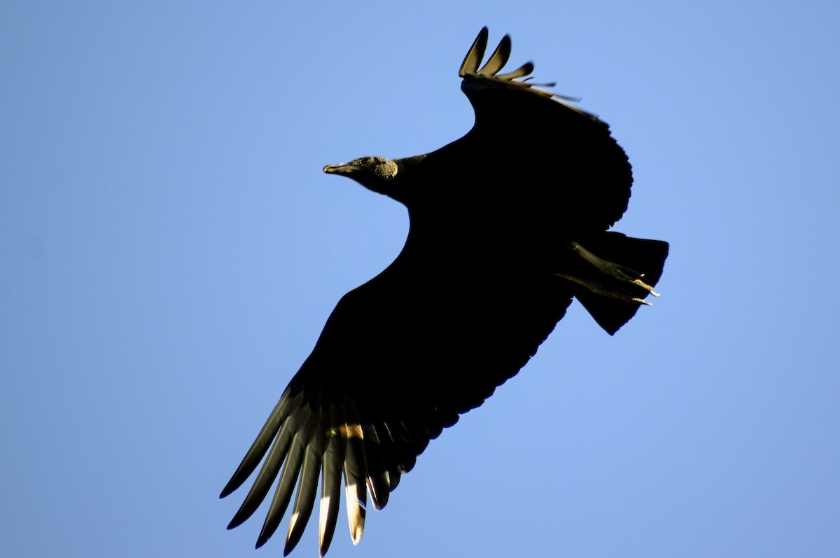 Black Vulture - ML604311881
