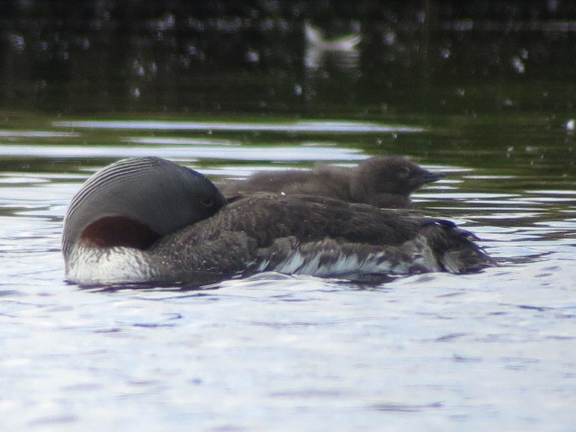 Red-throated Loon - ML604312031