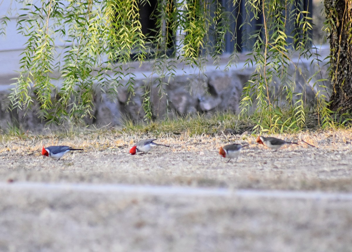 Red-crested Cardinal - ML604313211