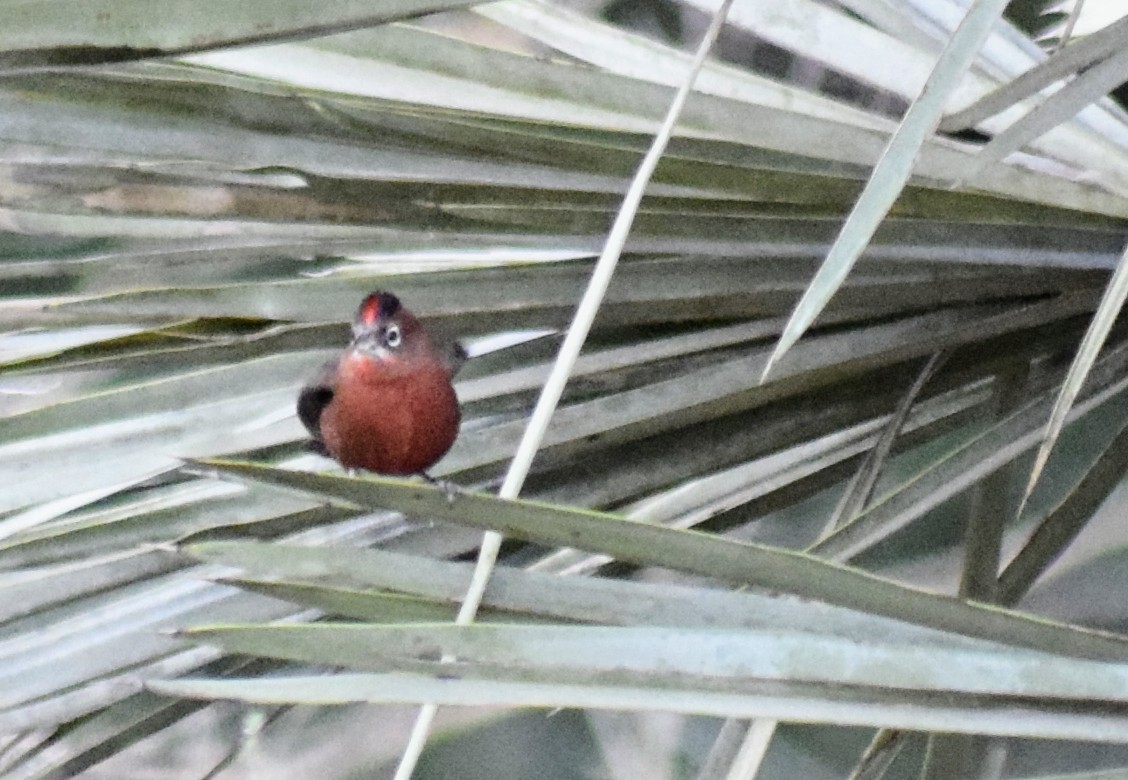 Red-crested Finch - ML604313311