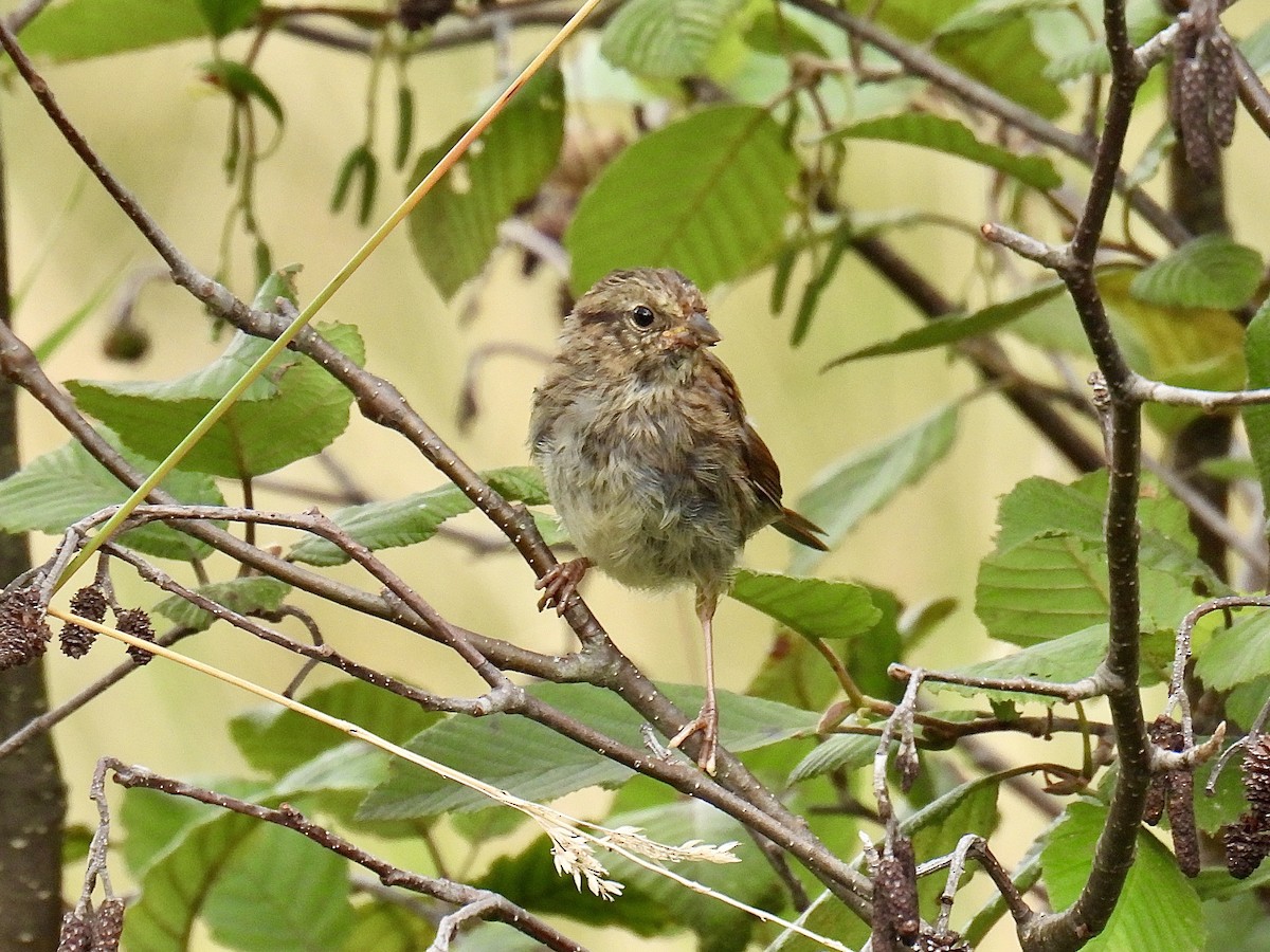 Swamp Sparrow - ML604313571