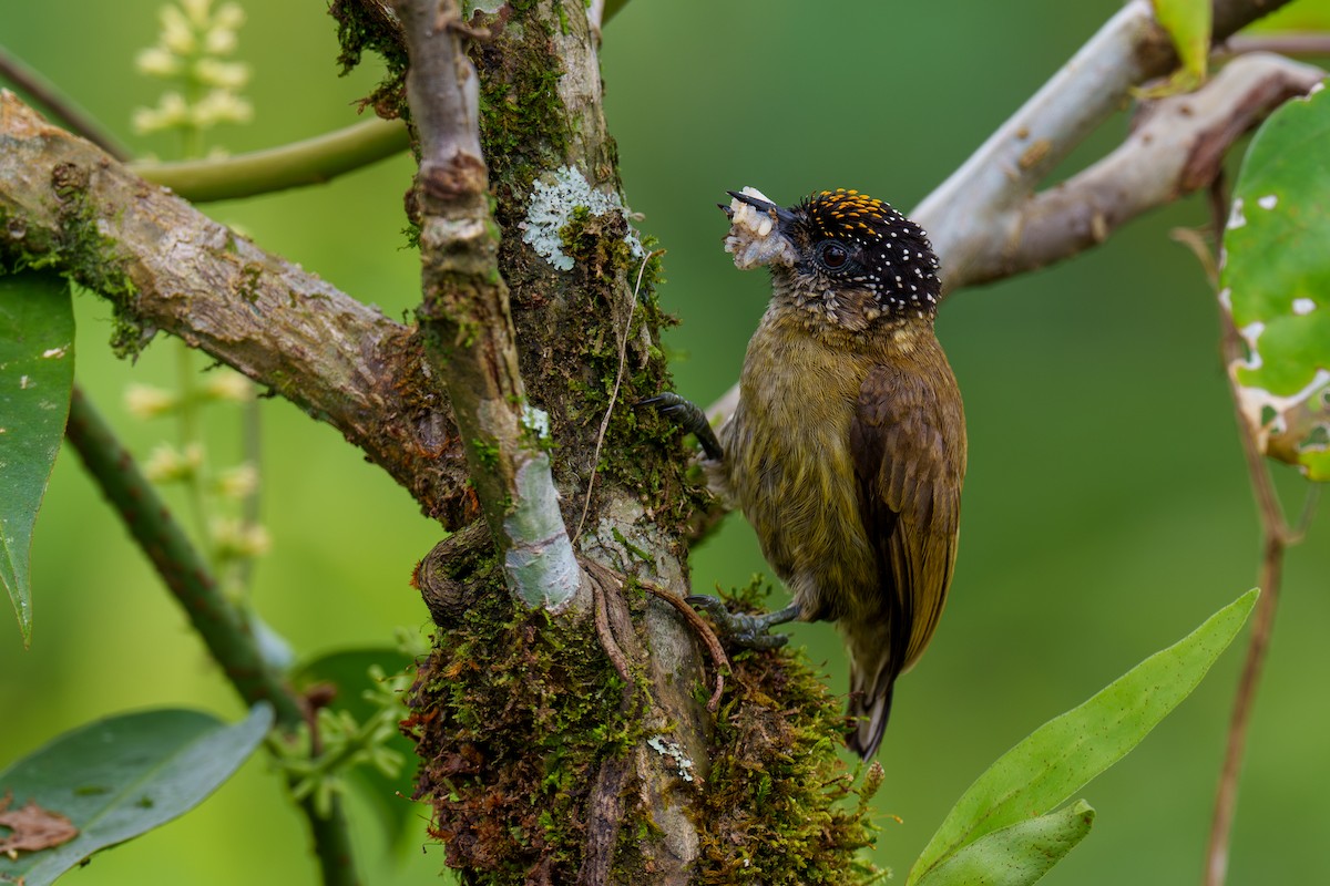 Olivaceous Piculet - ML604317861