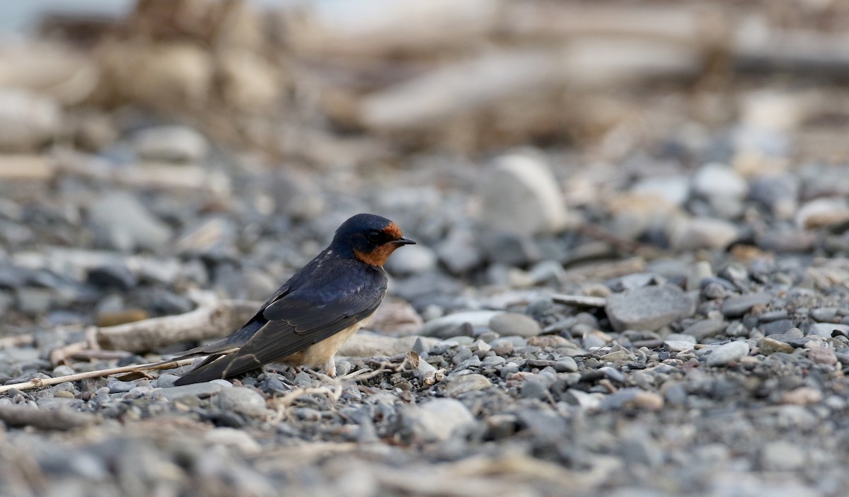 Barn Swallow (American) - ML60432031