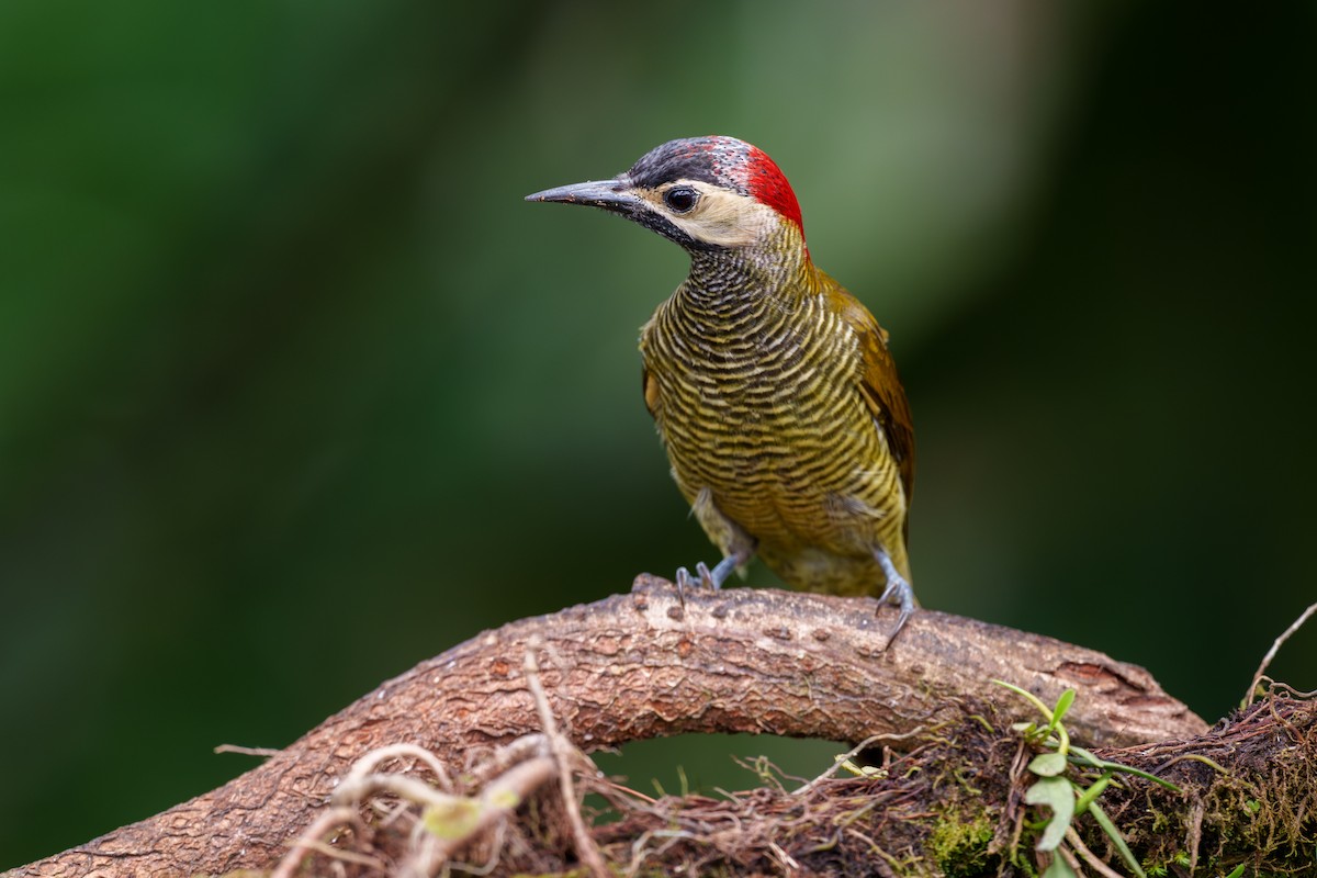 Golden-olive Woodpecker - ML604322321