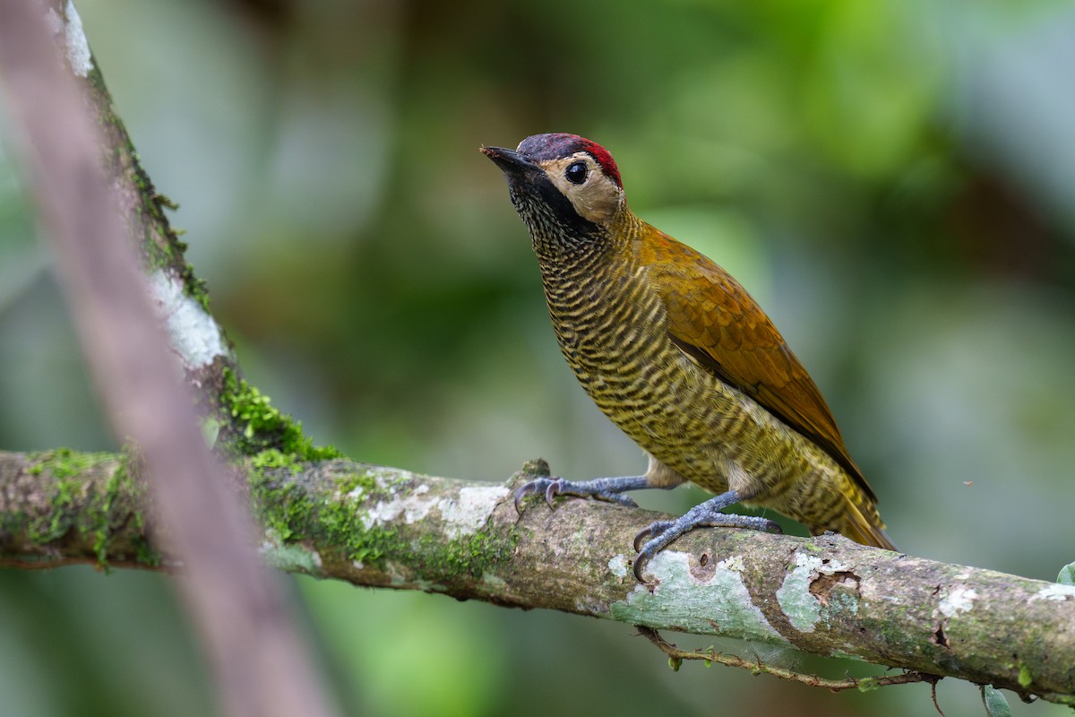 Golden-olive Woodpecker - ML604327361