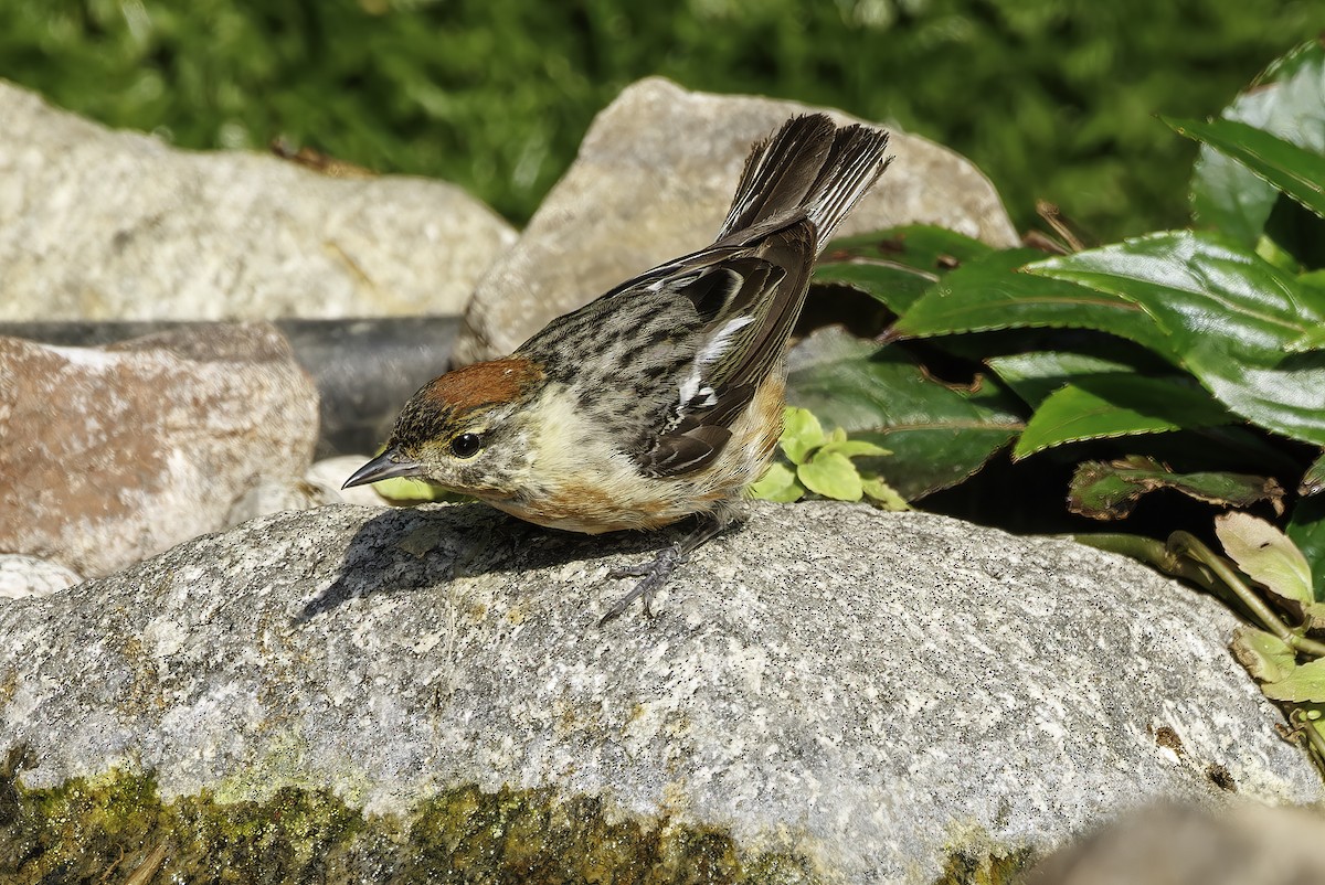 Bay-breasted Warbler - ML604327721
