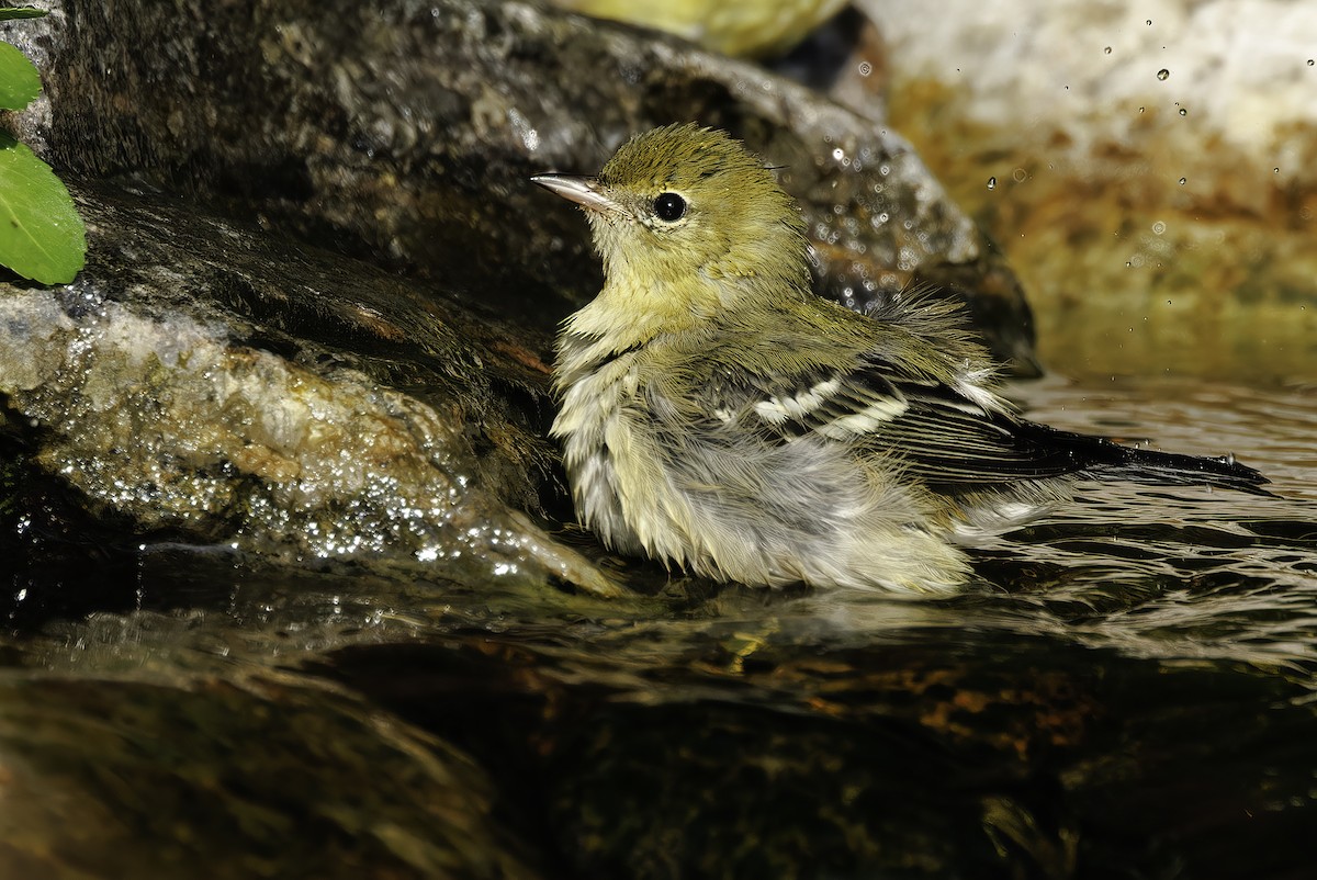 Bay-breasted Warbler - ML604327811