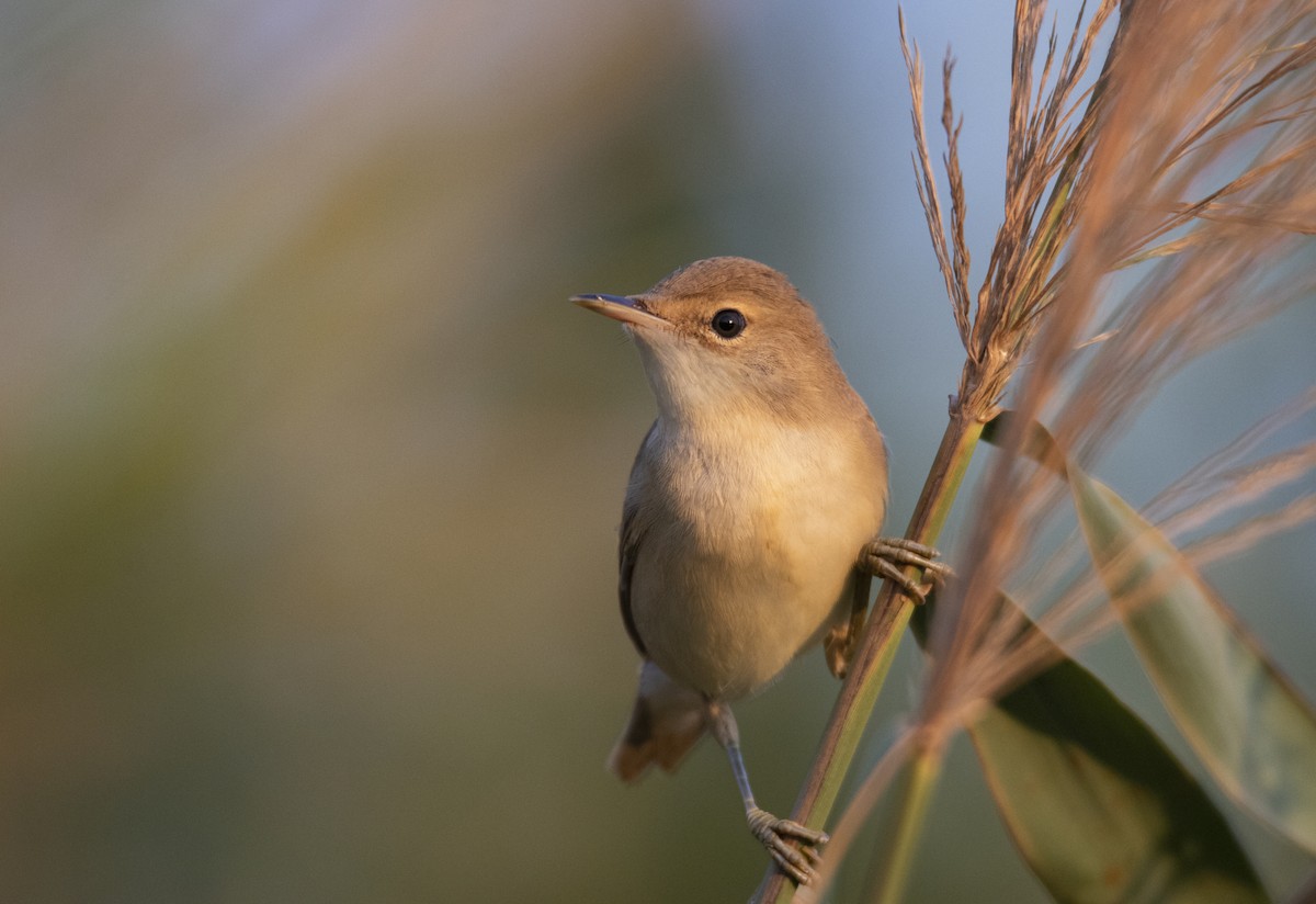 Common Reed Warbler - ML604329181
