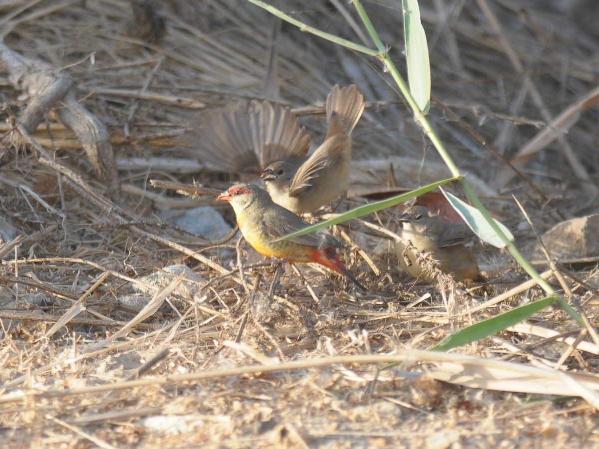 Zebra Waxbill - ML604330221
