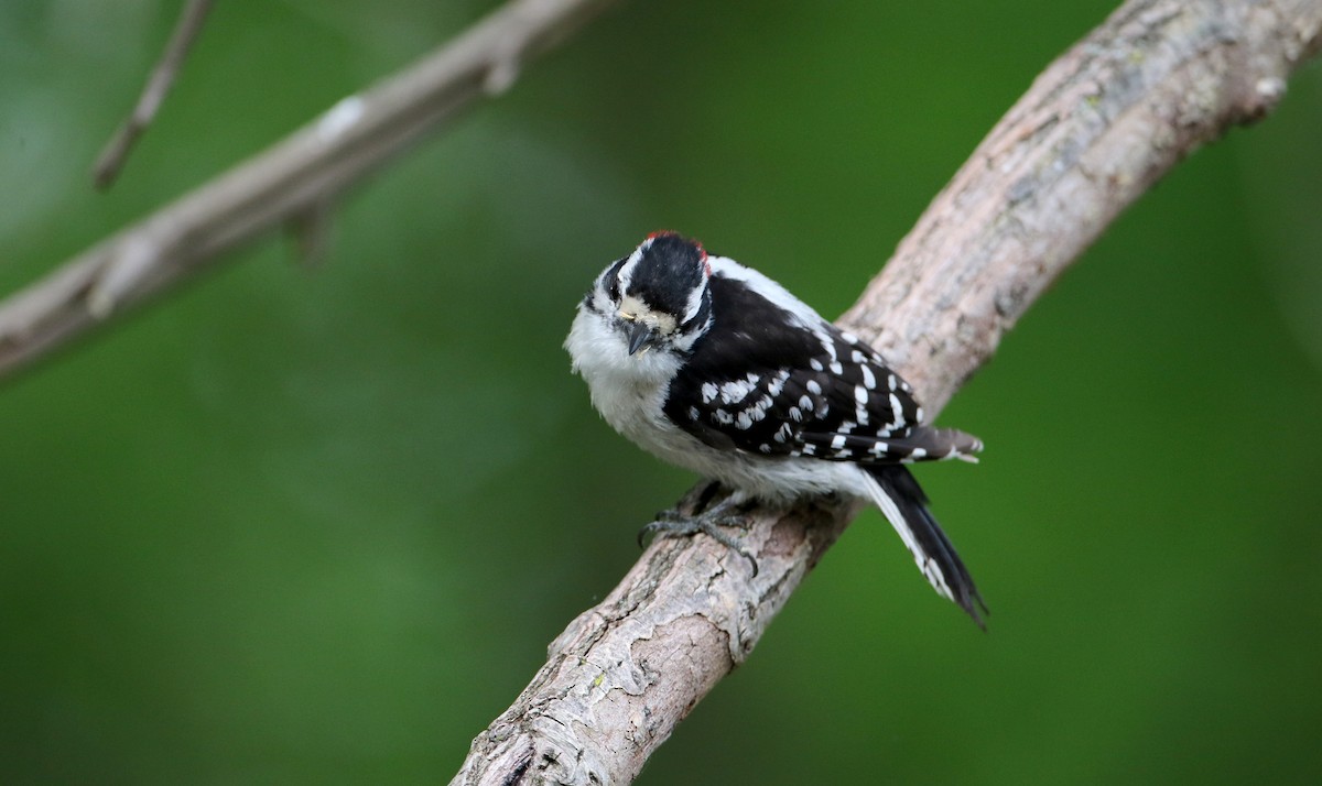 Downy Woodpecker (Eastern) - ML60433781