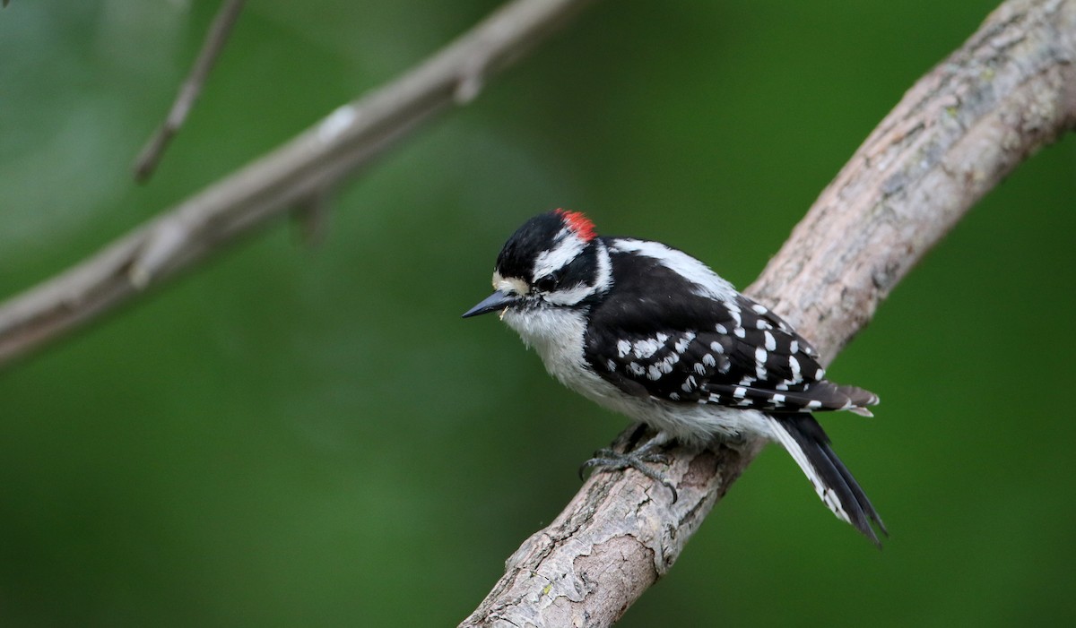 Downy Woodpecker (Eastern) - ML60433791