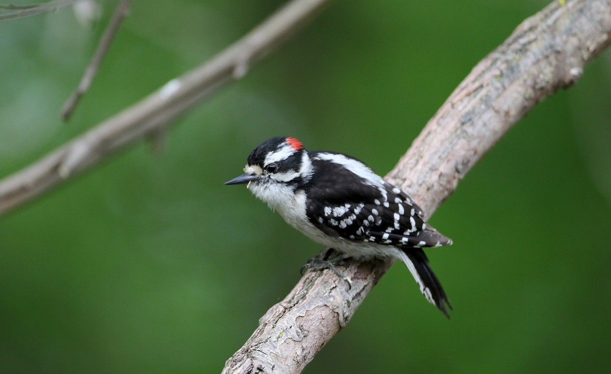 Downy Woodpecker (Eastern) - Jay McGowan