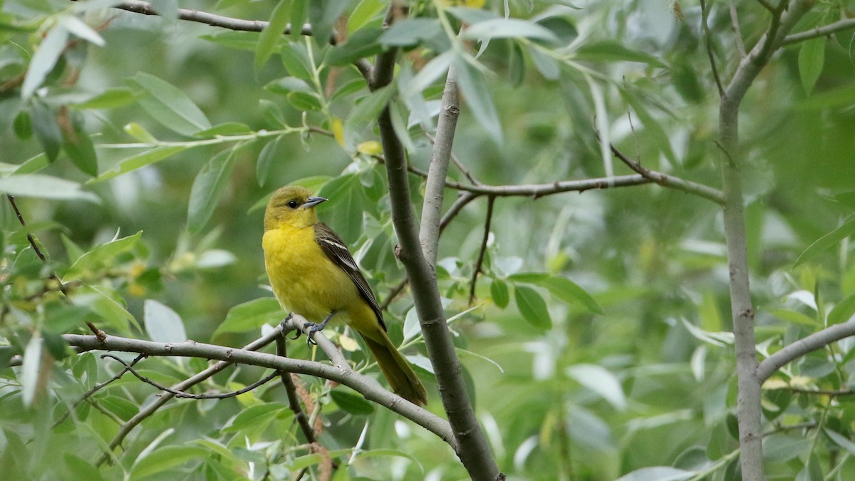 Orchard Oriole - ML60434051