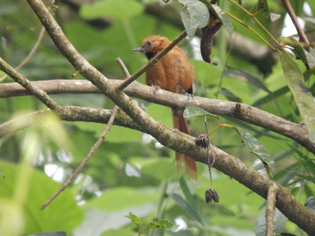 Black-throated Spinetail - ML604340761