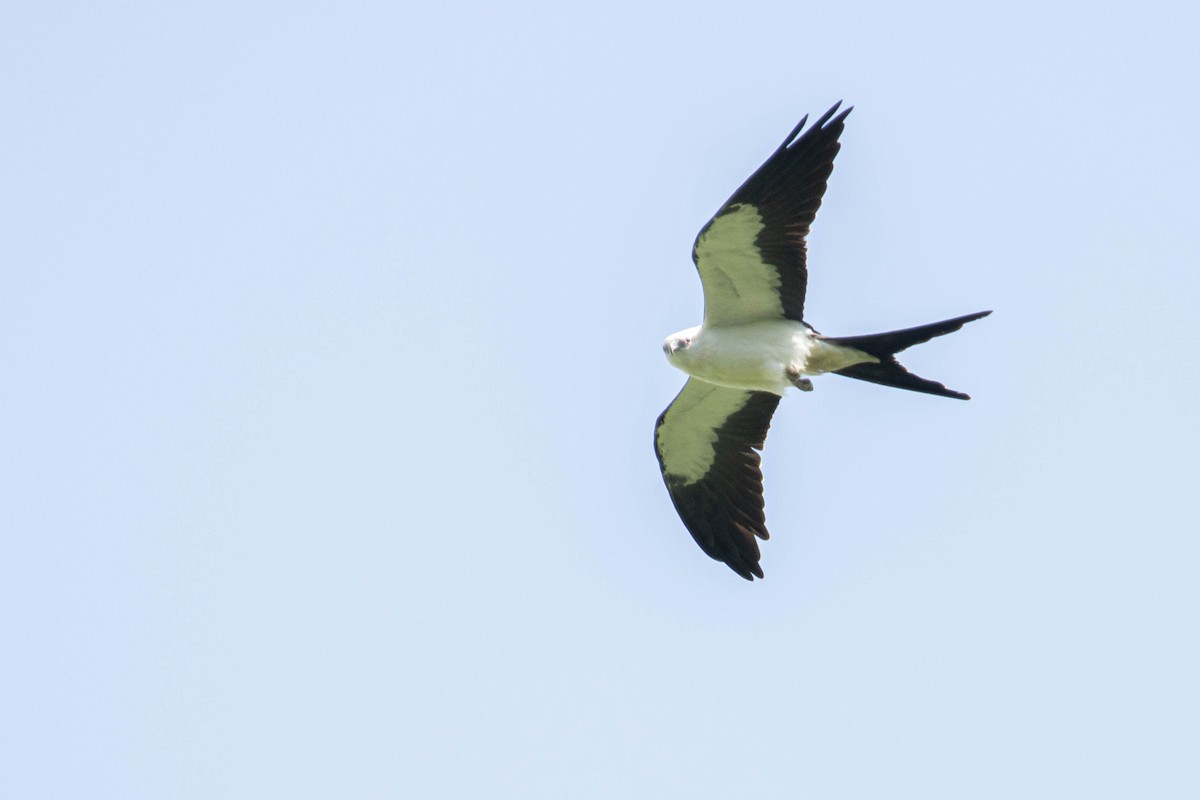 Swallow-tailed Kite - ML604342621