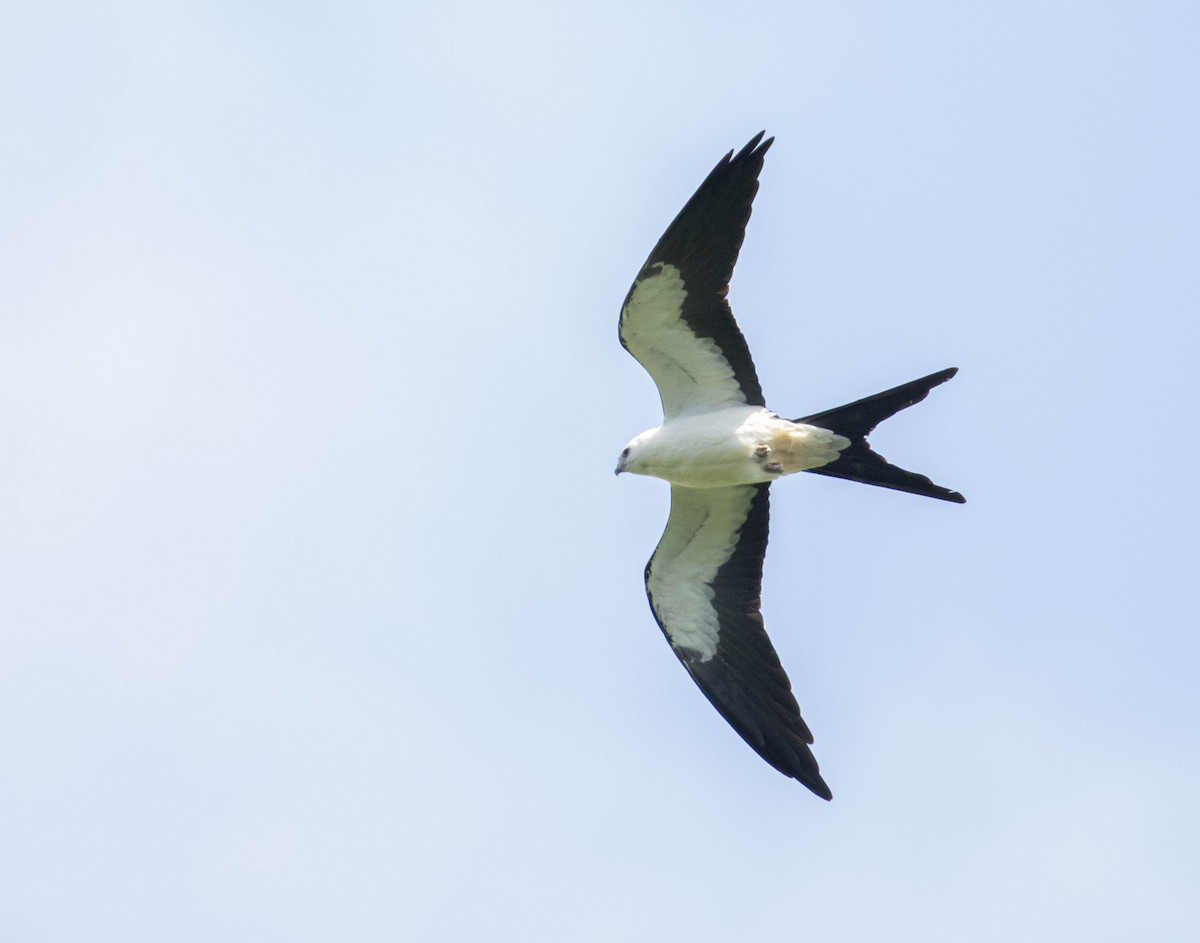 Swallow-tailed Kite - ML604342631