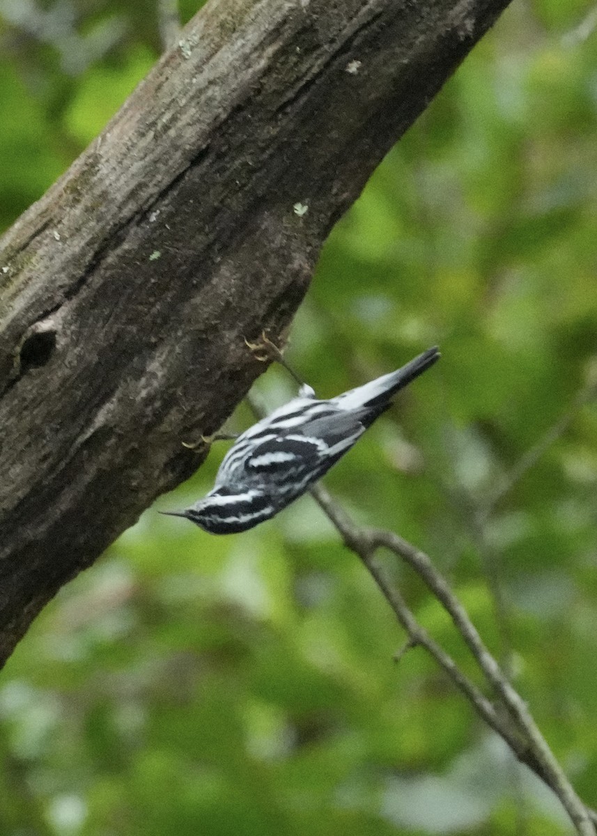 Black-and-white Warbler - ML604343101