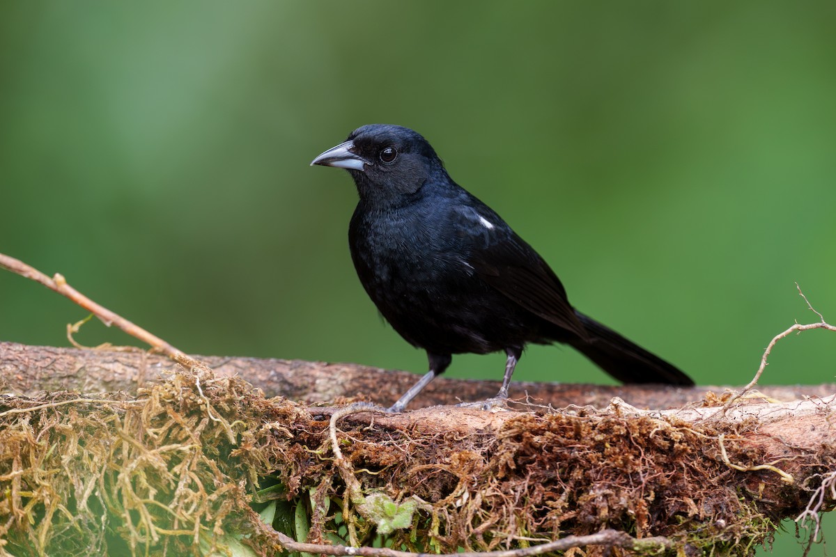 White-lined Tanager - ML604343831