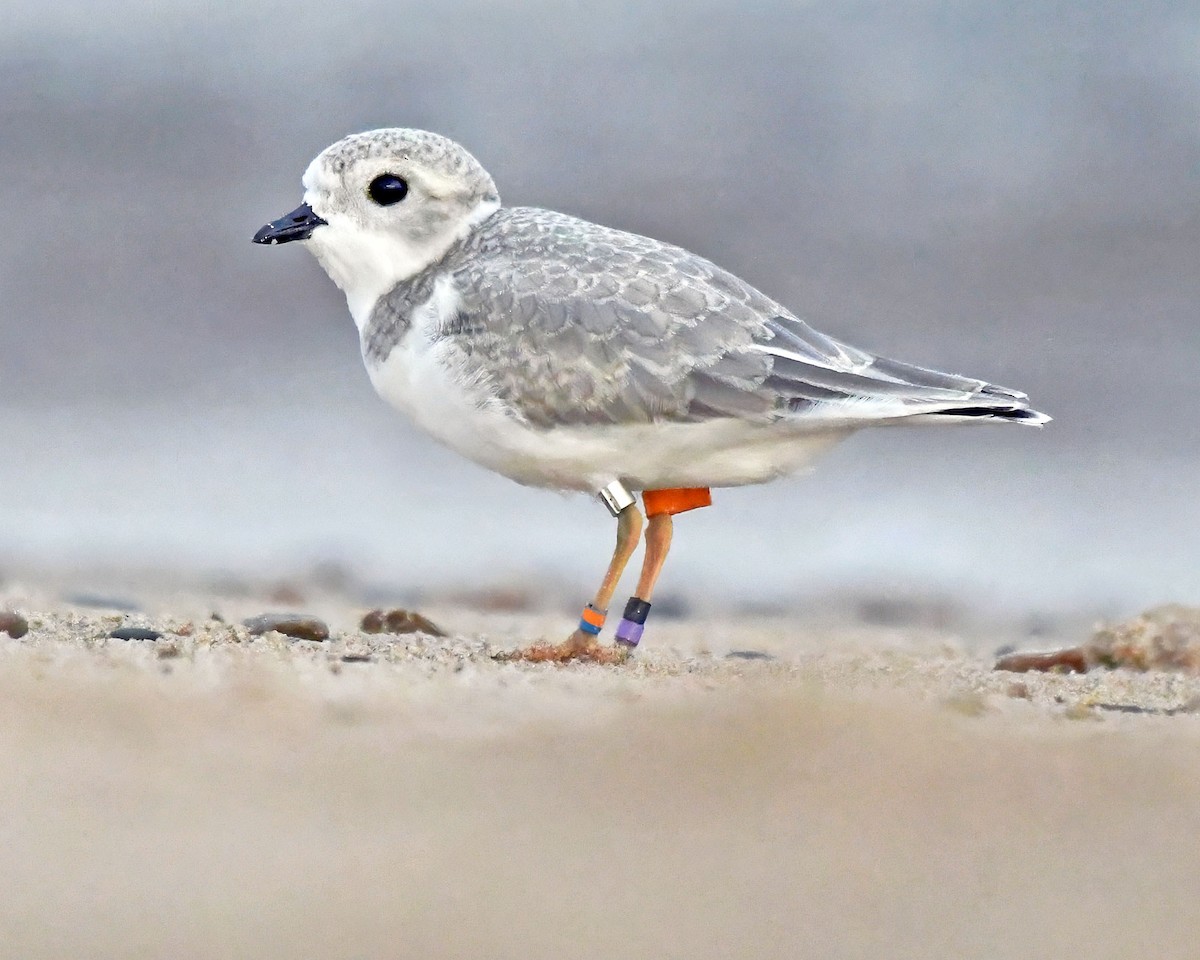 Piping Plover - ML604344181