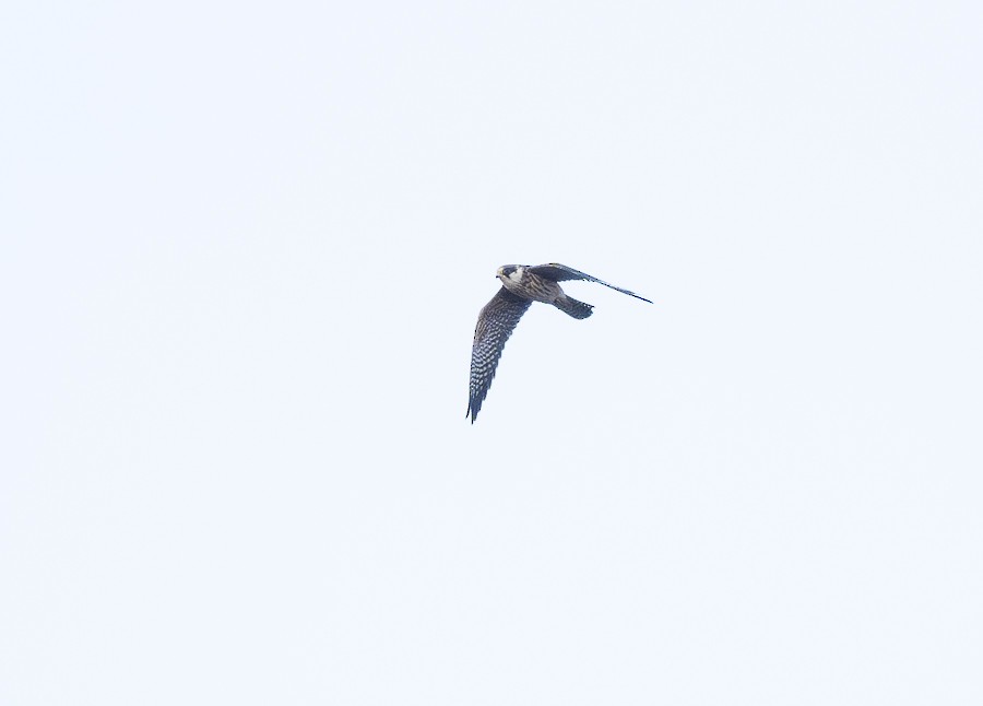 Red-footed Falcon - ML604344961