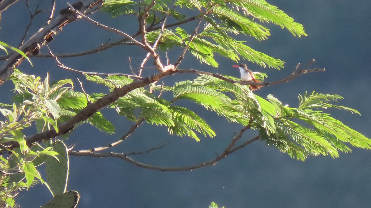 Violet-crowned Hummingbird - ML604345161