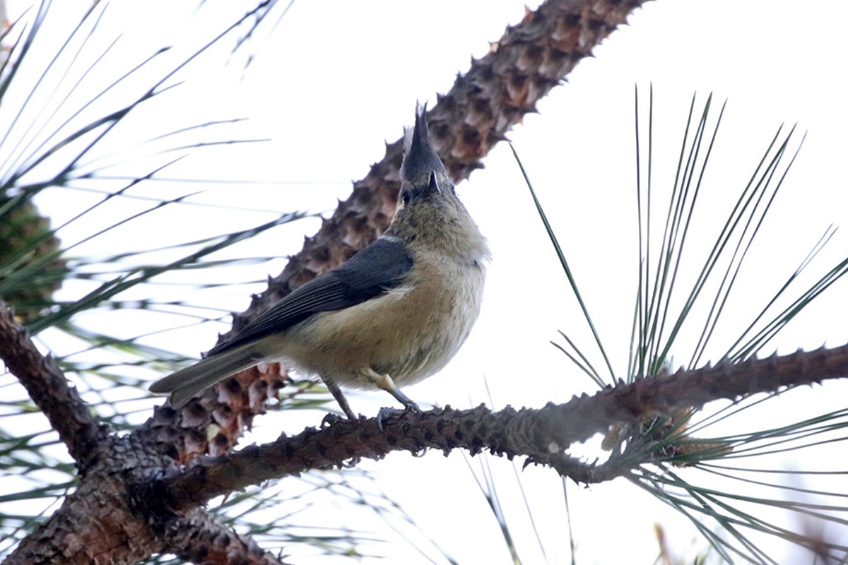 Gray-crested Tit - ML60434631