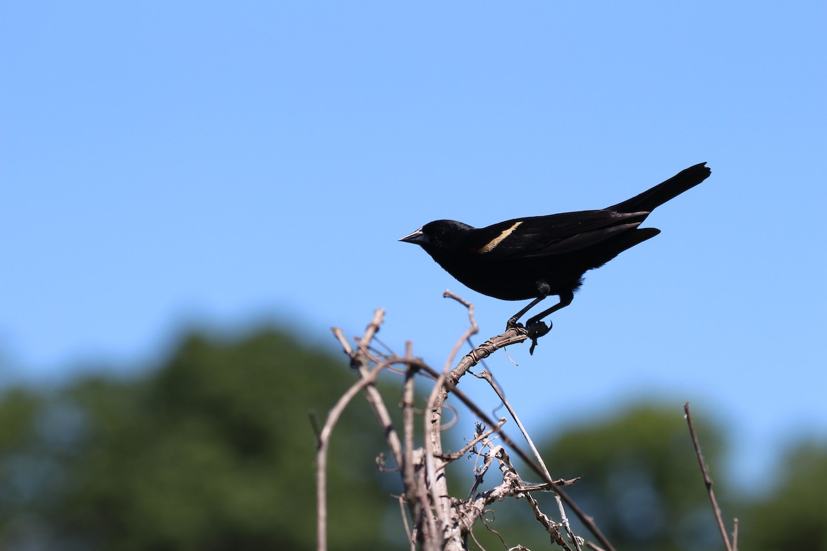 Red-winged Blackbird - Russell Allison