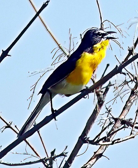 Yellow-breasted Chat - ML604349541