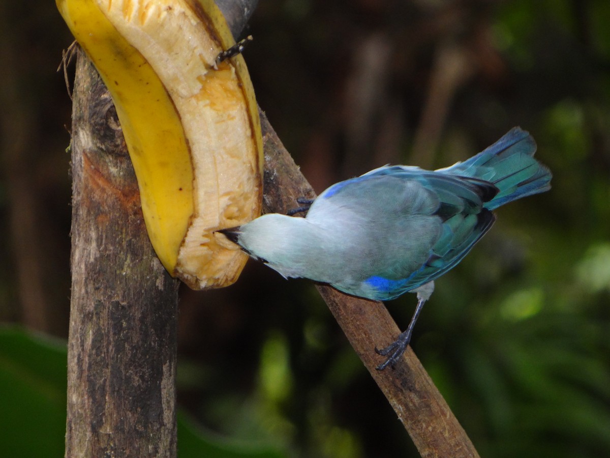 Blue-gray Tanager - ML604349691