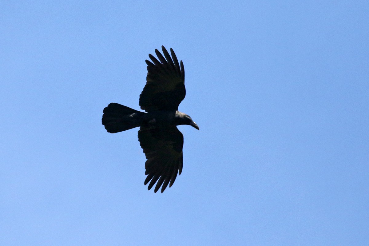 Large-billed Crow (Large-billed) - ML60434971