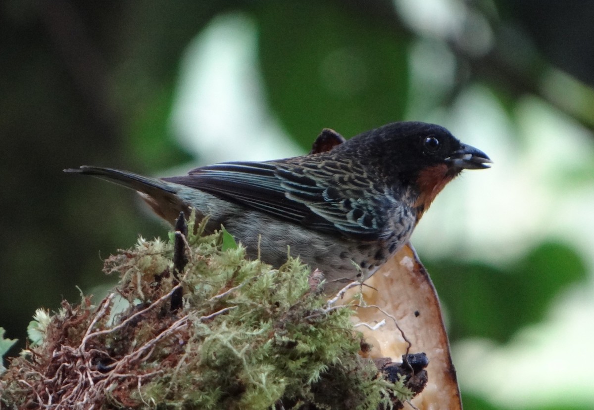 Rufous-throated Tanager - ML604354621